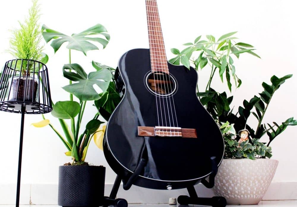 fender acoustic guitar surrounded with green plants